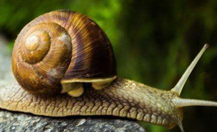 世界上最小的蜗牛来自于哪里？科学家是怎么命名它的？
