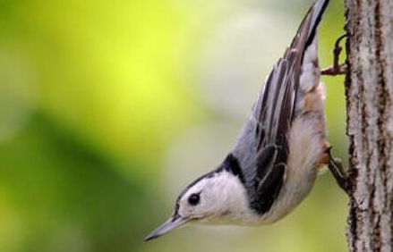 白胸鳾有什么称号？世界上唯一能头向下爬树的鸟