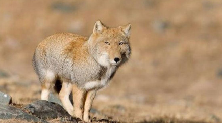 世界上最丑的狐狸叫藏狐，那它在智力方面怎么样？