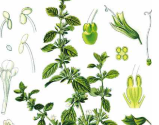 本草纲目&middot;第八卷&middot;草部&middot;荏具体内容是什么？