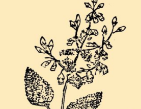 本草纲目&middot;第八卷&middot;草部&middot;女菀具体内容是什么？