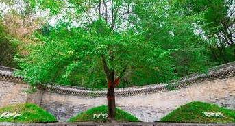 清永陵的神树传说是一个怎样的故事？神树象征了什么？