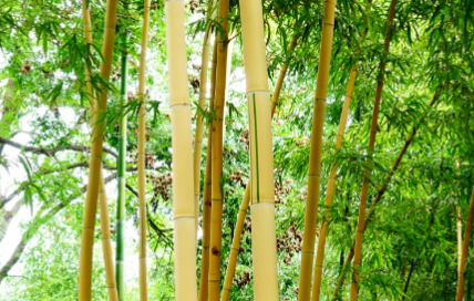 黄竿乌哺鸡竹属于什么品种？又有哪些生长的习性呢？