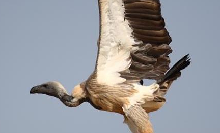 黑白兀鹫为什么飞得这么高？竟是世界上飞得最高的鸟