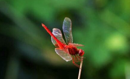 侏红小蜻分布在哪些地区？为何说它是世界上最小的蜻蜓？