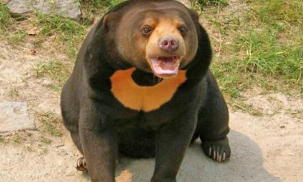 作为世界上体型最小的熊，马来熊成年后只有多少米？