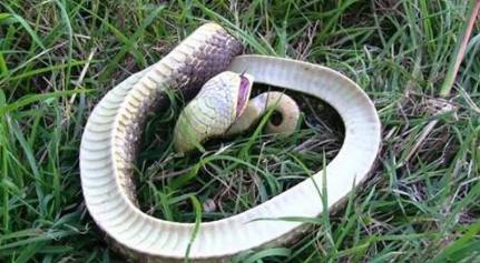 蛇是冷血动物，但为何猪鼻蛇被称为世界上最怂的蛇？