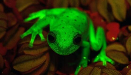 世界上第一种荧光蛙位于哪里？这种蛙是怎么被发现的？