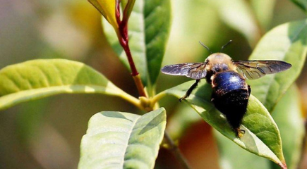 作为世界上体型最大的蜜蜂，黑大蜜蜂有什么生物习性？
