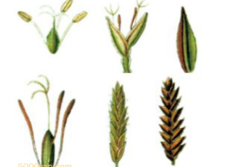 本草纲目&middot;第八卷&middot;草部&middot;香附子、莎(suō)草原文是什么内容？