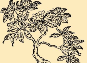 本草纲目&middot;第八卷&middot;草部&middot;瑞香具体内容是什么？