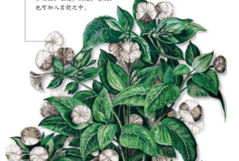 本草纲目&middot;第八卷&middot;草部&middot;茉莉原文是什么内容？