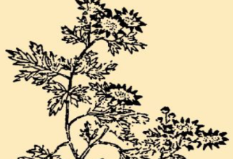 本草纲目&middot;第八卷&middot;草部&middot;野菊原文是什么内容？