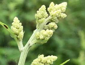 刘裕的小名刘寄奴，还是一种药名！