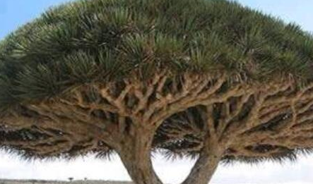 龙血树为何是自然界中活得最久的树？它的药用价值在哪里？