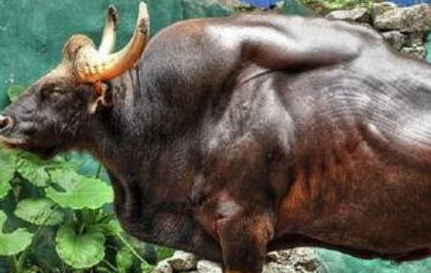 印度野牛为何是世界上最重的牛？其体重相当于三头普通黄牛