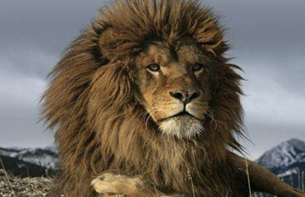 索马里狮有什么特点？为何被称为世界上最小的狮子？