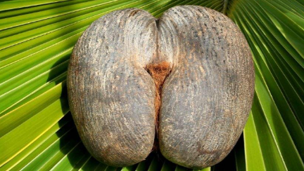 海椰子果实有什么特点？竟有世界上最大的果核之称