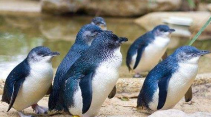 小蓝企鹅有哪些特点？为何有世界上最小的企鹅之称？