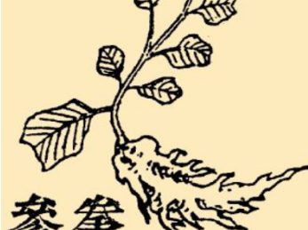 本草纲目&middot;第八卷&middot;草部&middot;拳参具体内容是什么？