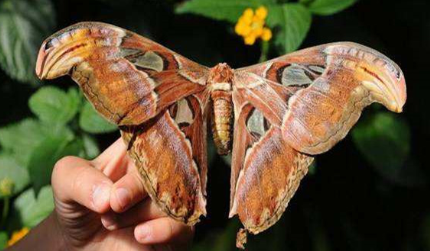 世界上最大的飞蛾有什么特点？它们又是如何繁殖的？