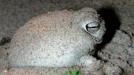 纳马雨蛙长什么样子？为何被称为世界上最萌的青蛙？