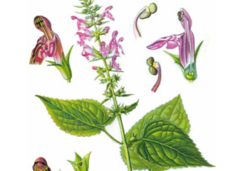 本草纲目&middot;第八卷&middot;草部&middot;水苏原文是什么内容？