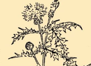 本草纲目&middot;第八卷&middot;草部&middot;大蓟、小蓟具体内容是什么？