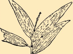 本草纲目&middot;第八卷&middot;草部&middot;箬具体内容是什么？