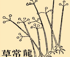 本草纲目&middot;第八卷&middot;草部&middot;龙常草原文是什么内容？