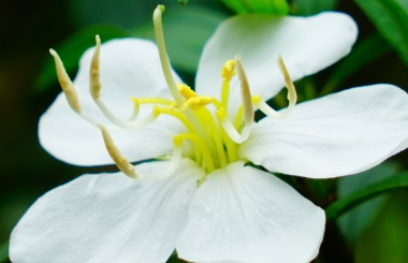 白花印度野牡丹长什么样子？都有哪些形态特征呢？
