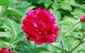“种花一年，看花十日”说的是什么故事？