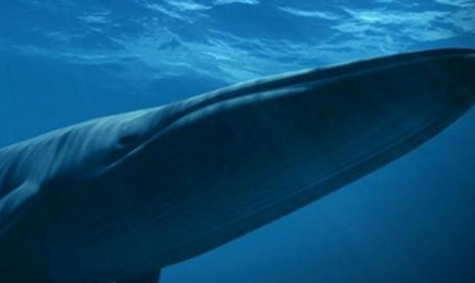 蓝鲸的外表特征是什么？它为何是自然界中最强大的动物？