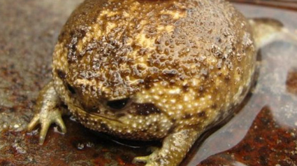 馒头蛙长什么样子？竟有世界上最可爱的青蛙之称