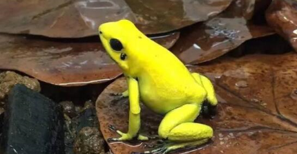 黄金箭毒蛙究竟长什么样子？为何是世界上最毒的青蛙？