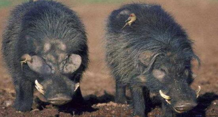 世界上最强悍的猪为什么是巨林猪？它的性情怎么样？