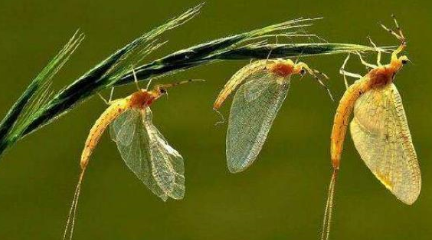 作为世界上寿命最短的昆虫，蜉蝣究竟能存活多长时间？