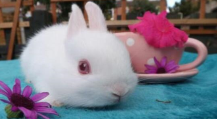 世界上最可爱的兔子很多，为何荷兰侏儒兔是最被认可的？