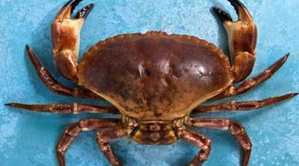 世界上最可爱的螃蟹长什么样子？这种螃蟹能食用吗？