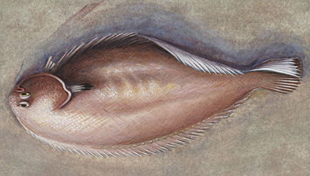 比目鱼有什么营养价值？为何是世界上眼睛最为奇特的鱼？