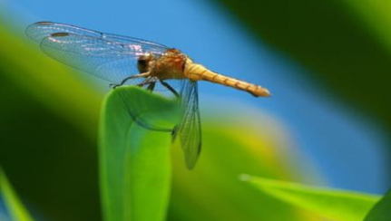 作为世界上最快的昆虫，澳大利亚蜻蜓飞行速度可达多少？