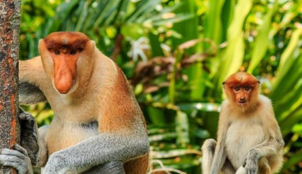 世界上鼻子最长的猴子长什么样子？它们生活在哪个地区？