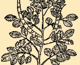 本草纲目&middot;第八卷&middot;草部&middot;决明具体内容是什么？