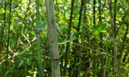 实心竹属于什么品种？又有哪些生长的习性呢？