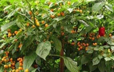 查拉皮塔辣椒为何是世界上最贵的辣椒？有严苛的生存条件