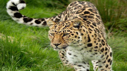 世界上最大的豹叫什么名字？它们目前是什么种群现状？