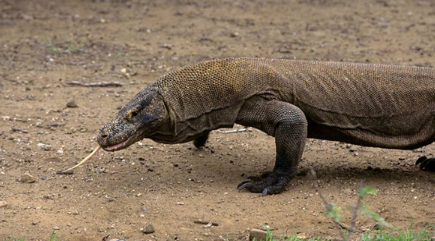 科莫多巨蜥吃什么？为何被称为世界上体型最大的蜥蜴？