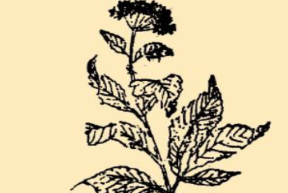 本草纲目&middot;第八卷&middot;草部&middot;泽兰具体内容是什么？