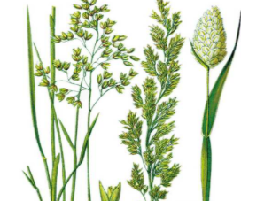 本草纲目&middot;第八卷&middot;草部&middot;香茅原文是什么内容？