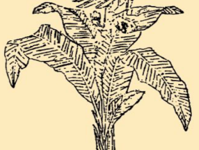 本草纲目&middot;第八卷&middot;草部&middot;甘蕉具体内容是什么？